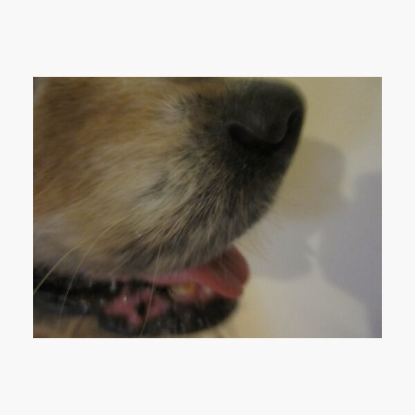 Item preview, A dog's nose knows designed and sold by KeoniCimenski.