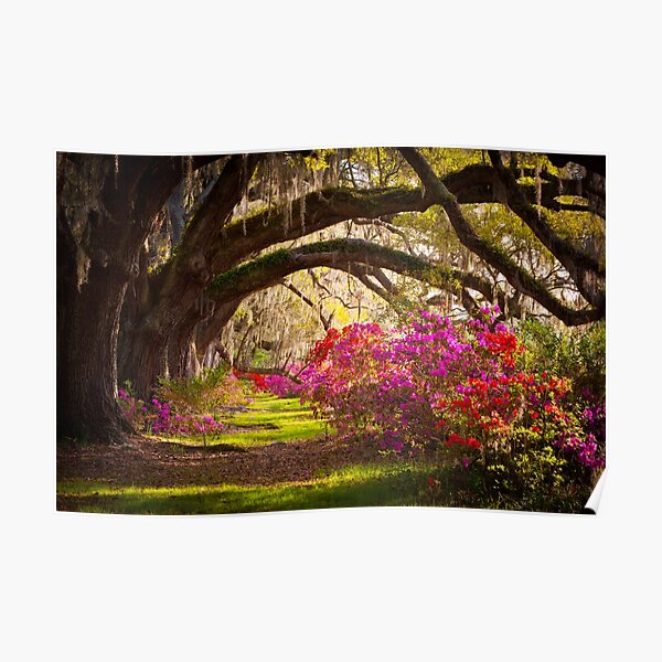 "Charleston SC Magnolia Plantation Gardens - Memory Lane" Poster For ...