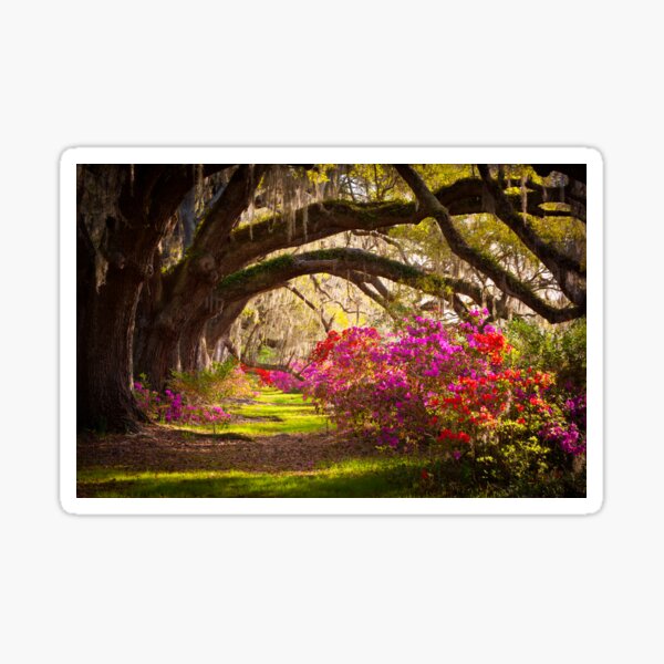 Item preview, Charleston SC Magnolia Plantation Gardens - Memory Lane designed and sold by DaveAllenPhoto.
