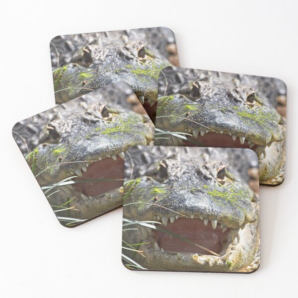 Item preview, American Alligator, Smithsonian National Zoo designed and sold by StevenRalserPhoto.