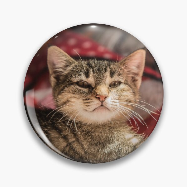 Item preview, Cat and light reflection, animal photo designed and sold by Stéphane  Thirion.