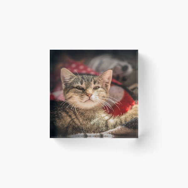 Item preview, Cat and light reflection, animal photo designed and sold by Stéphane  Thirion.