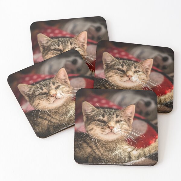 Item preview, Cat and light reflection, animal photo designed and sold by Stéphane  Thirion.