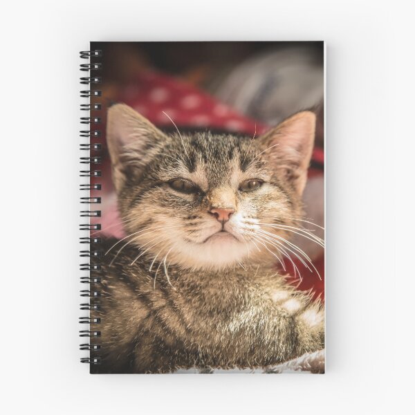 Item preview, Cat and light reflection, animal photo designed and sold by Stéphane  Thirion.