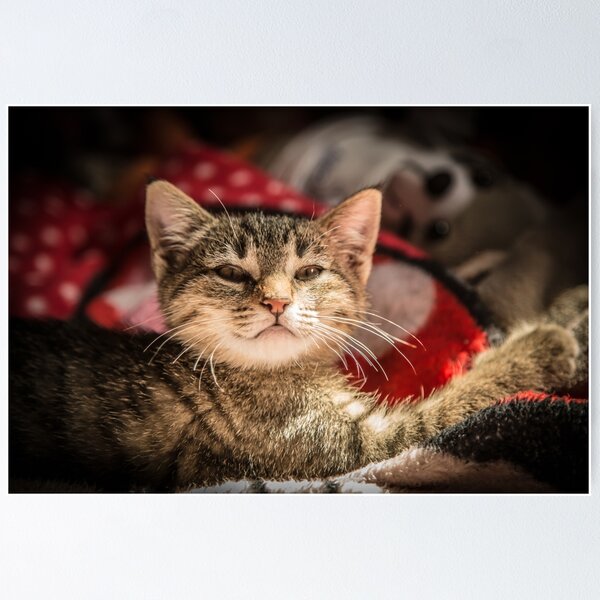 Item preview, Cat and light reflection, animal photo designed and sold by Stéphane  Thirion.