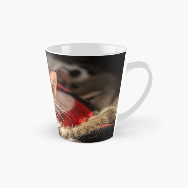Item preview, Cat and light reflection, animal photo designed and sold by Stéphane  Thirion.