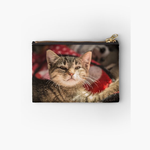 Item preview, Cat and light reflection, animal photo designed and sold by Stéphane  Thirion.