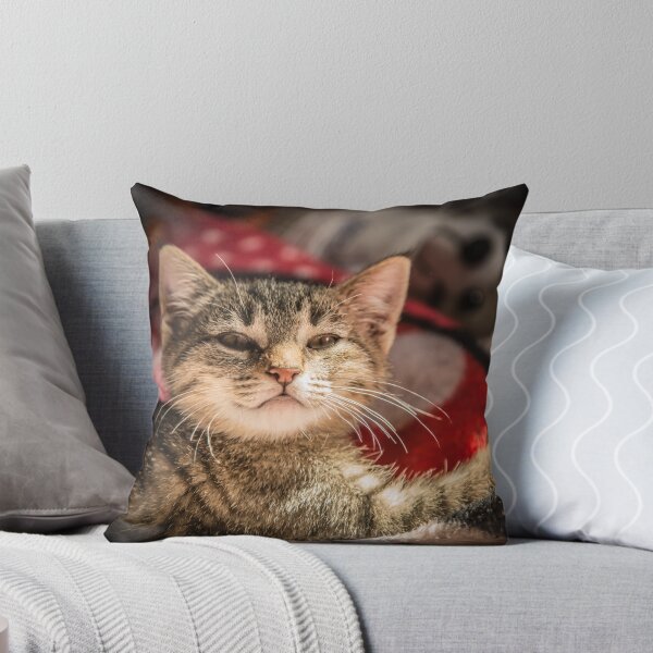 Item preview, Cat and light reflection, animal photo designed and sold by Stéphane  Thirion.
