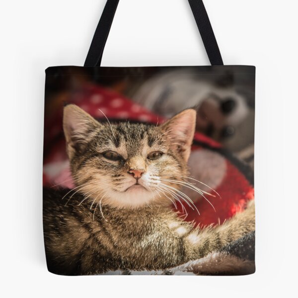 Item preview, Cat and light reflection, animal photo designed and sold by Stéphane  Thirion.