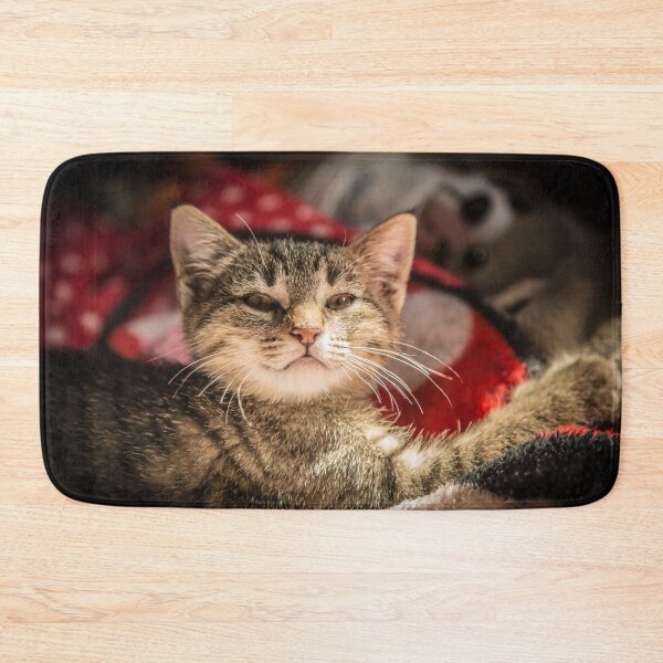 Item preview, Cat and light reflection, animal photo designed and sold by Stéphane  Thirion.