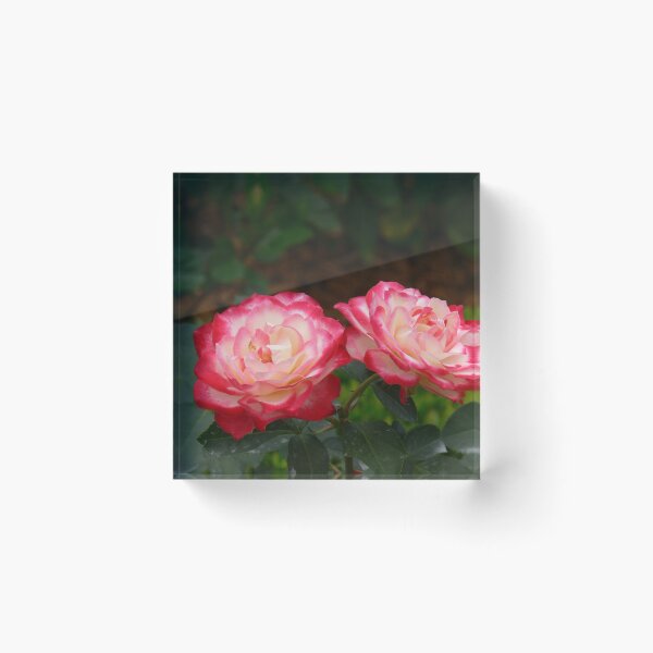 Item preview, Red & White Roses designed and sold by Monika's Shop.