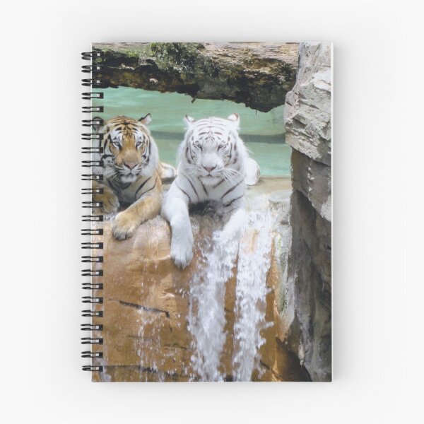 Item preview, Orange & White Tigers at Busch Gardens, Tampa, Florida designed and sold by Monika's Shop.