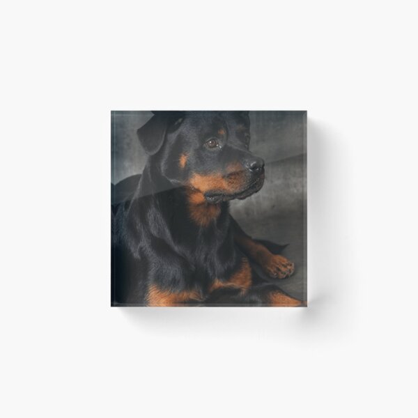 Item preview, rottweiller designed and sold by minus50.