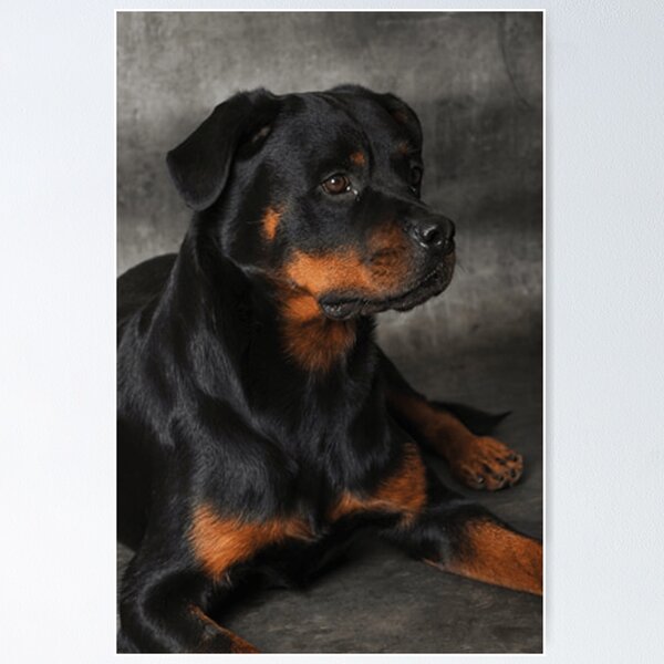 Item preview, rottweiller designed and sold by minus50.