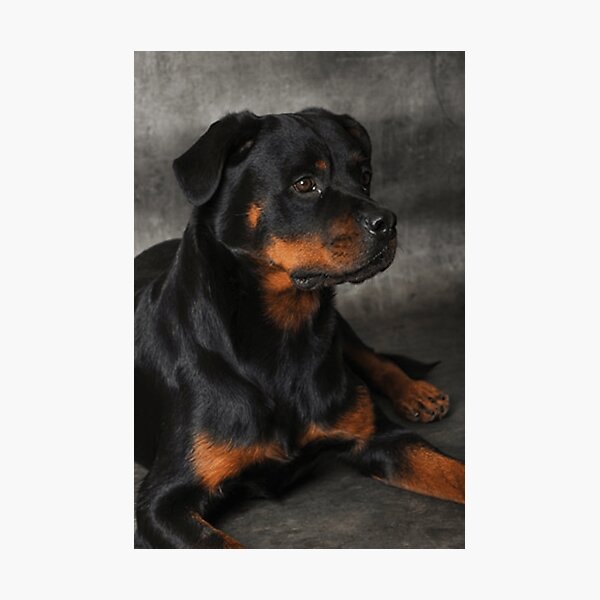 Item preview, rottweiller designed and sold by minus50.
