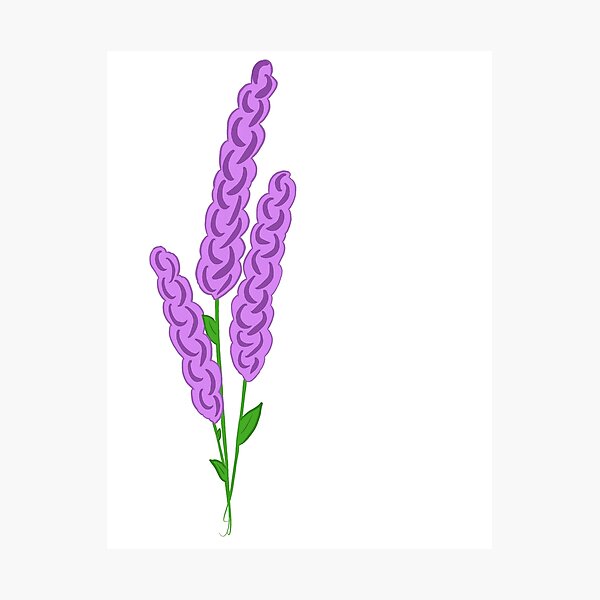 Lavender Photographic Print