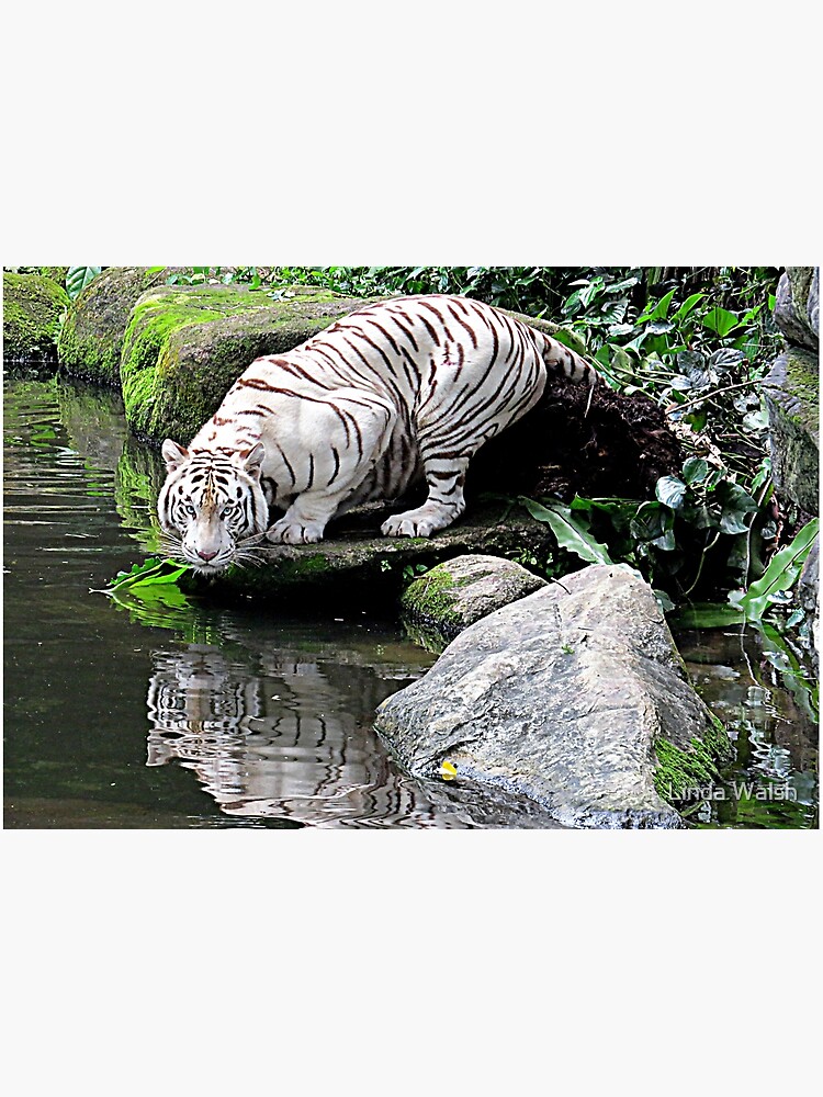 White Tiger and Reflection by Covecritters