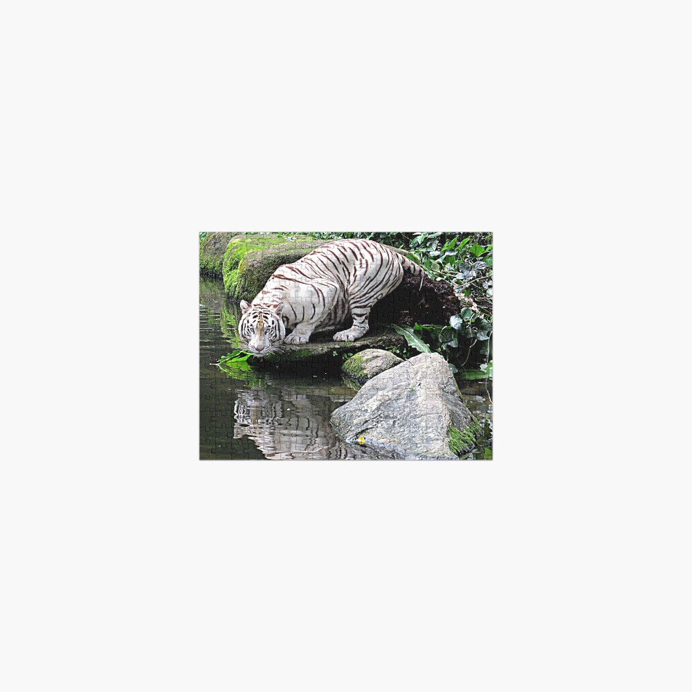 White Tiger and Reflection Jigsaw Puzzle
