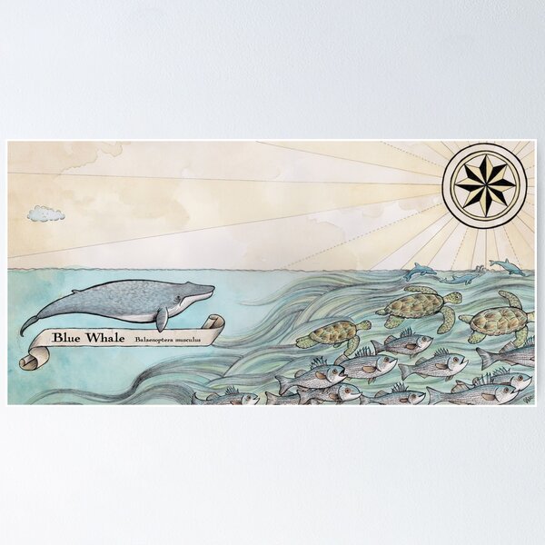 Blue Whale Poster