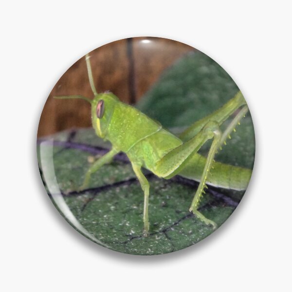 Item preview, Central Valley Grasshopper, Eating My Eggplant Leaves!! designed and sold by heatherfriedman.