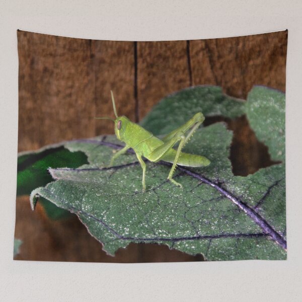 Item preview, Central Valley Grasshopper, Eating My Eggplant Leaves!! designed and sold by heatherfriedman.