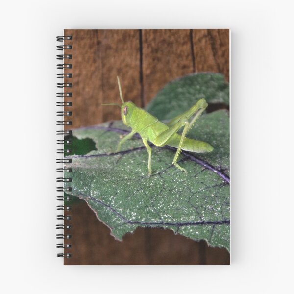 Item preview, Central Valley Grasshopper, Eating My Eggplant Leaves!! designed and sold by heatherfriedman.