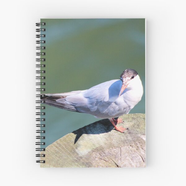 Item preview, SEABIRD designed and sold by BOLLA67.