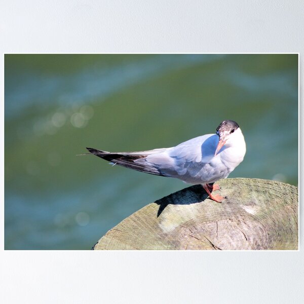 Item preview, SEABIRD designed and sold by BOLLA67.