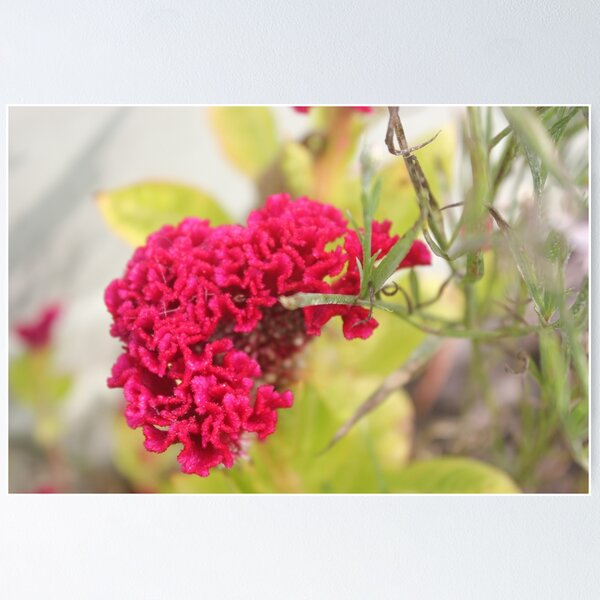 Item preview, Celosia cristata  designed and sold by tweetnes.