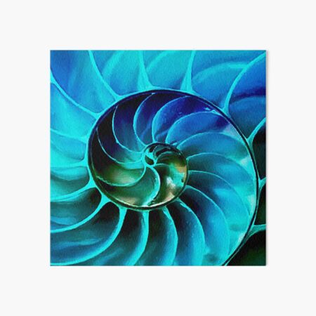 Nautilus Shell Wall Art Redbubble