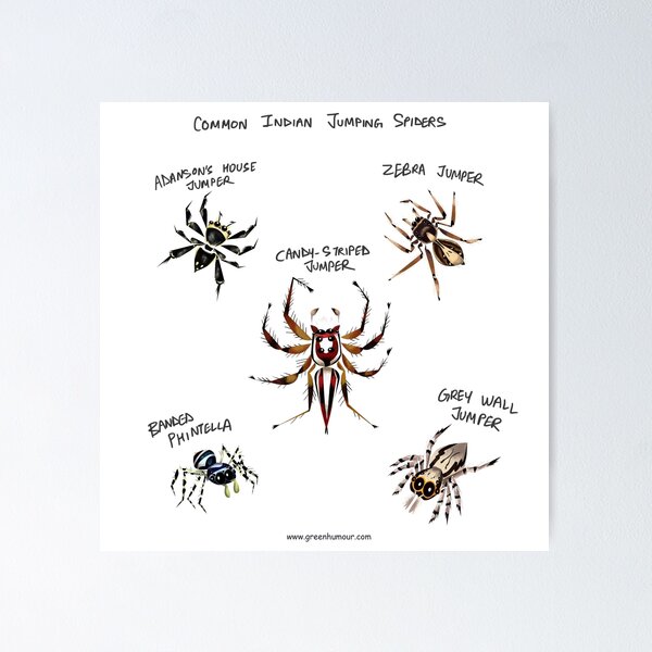 Spiders around the world - spider species - Spiders - Posters and Art  Prints