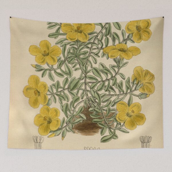 Item preview, Linum elegans 144 8769 designed and sold by EsotericBotanic.