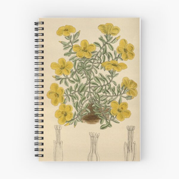 Item preview, Linum elegans 144 8769 designed and sold by EsotericBotanic.