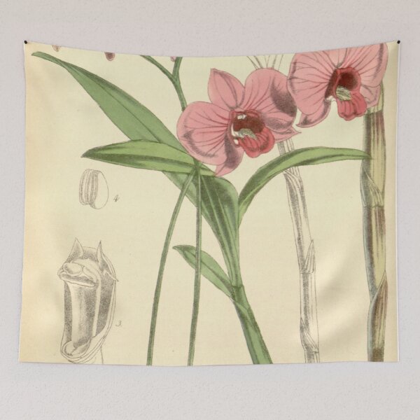 Item preview, Dendrobium bigibbum designed and sold by EsotericBotanic.