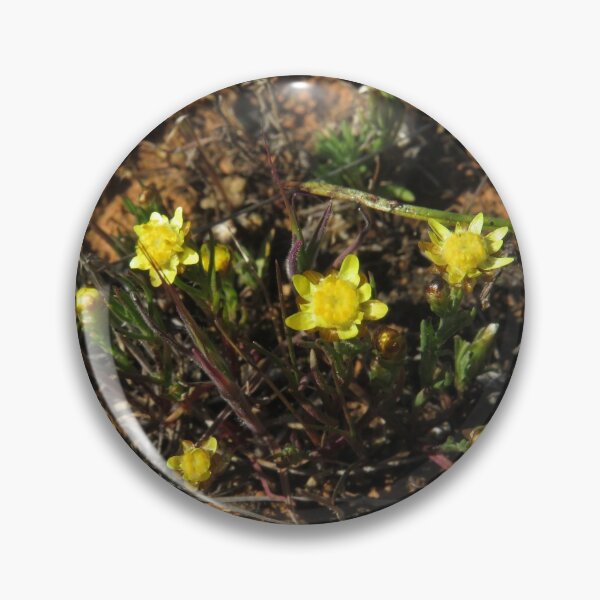 Item preview, Wildflower: Sunray! designed and sold by Joshua Hodges.