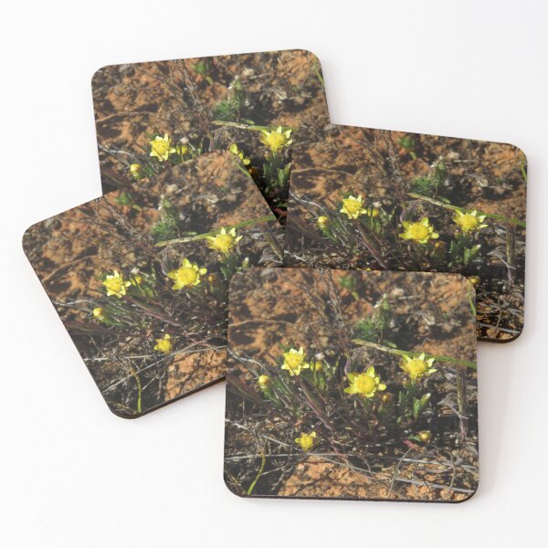 Item preview, Wildflower: Sunray! designed and sold by Joshua Hodges.