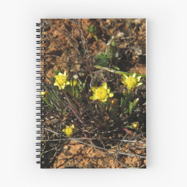 Item preview, Wildflower: Sunray! designed and sold by Joshua Hodges.