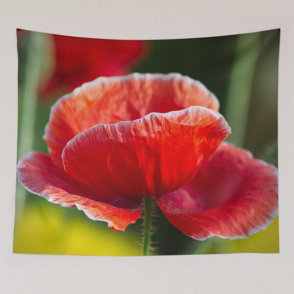 Item preview, Red Poppy Flower in Warm Sunlight designed and sold by mrhighsky.