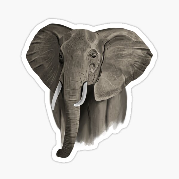 Elephant Nose White Transparent, Elephant Nose Ivory, Animal, Wild
