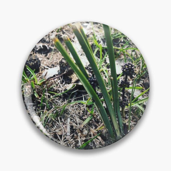 Artikelvorschau, Lomandra entworfen und verkauft von Joshua Hodges.