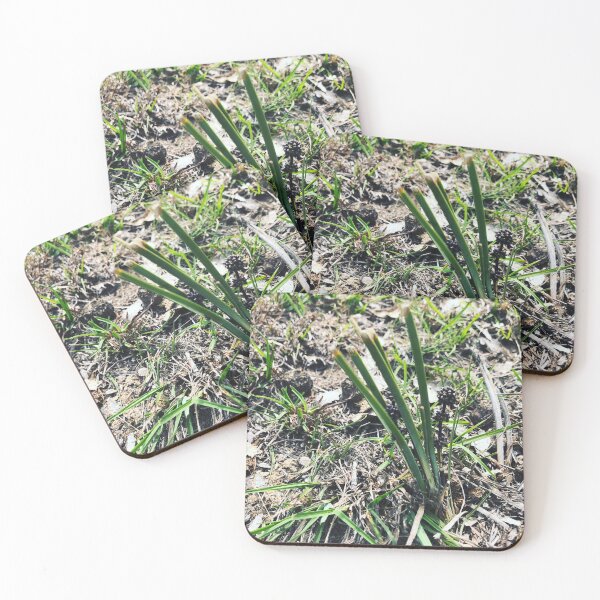 Item preview, Lomandra designed and sold by Joshua Hodges.