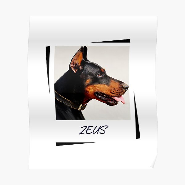 Doberman Zeus Design Poster