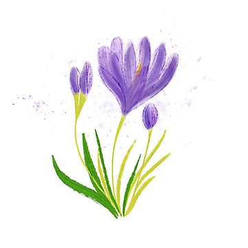 Artwork thumbnail, Watercolour purple crocus flower. Botanical digital illustration by vectormarketnet