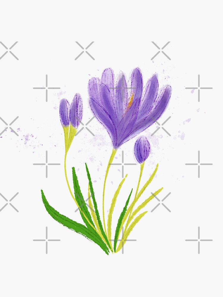 Artwork view, Watercolour purple crocus flower. Botanical digital illustration designed and sold by Victoria Riabov