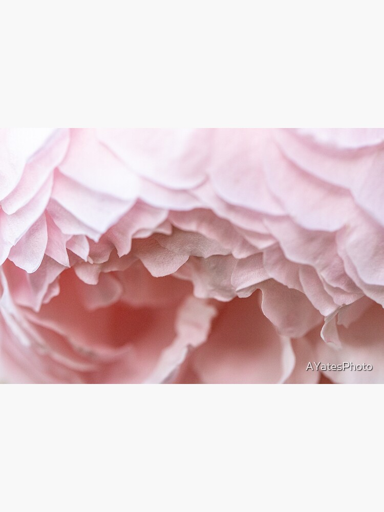 Thumbnail 4 of 4, Metal Print, Delicate pink rose detail designed and sold by AYatesPhoto.