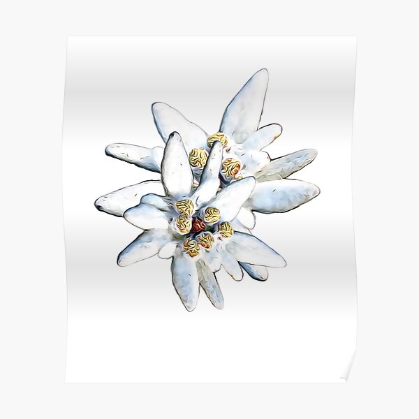 Edelweiss Flowers Posters Redbubble