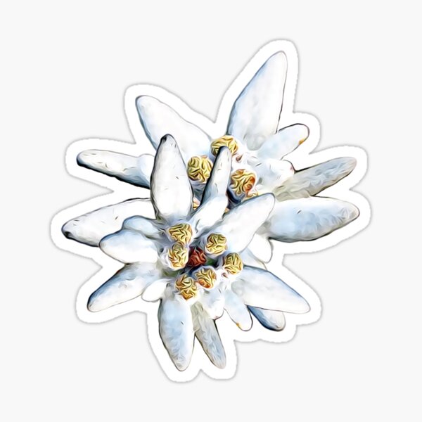 Edelweiss Flower Sticker – Rare Dirndl