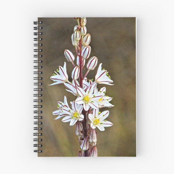Item preview, Asphodel Mediterranean Wild Lilies Flowers designed and sold by Anna Lemos.