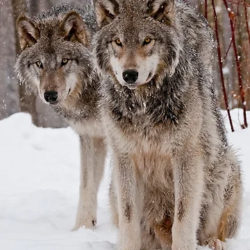Artwork thumbnail, Timber Wolves by WolvesOnly