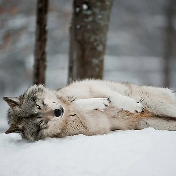 Artwork thumbnail, Timber Wolf by WolvesOnly